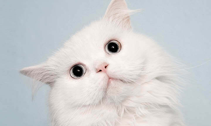 Animal Eyes 2020