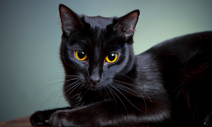 animal-eyes-2